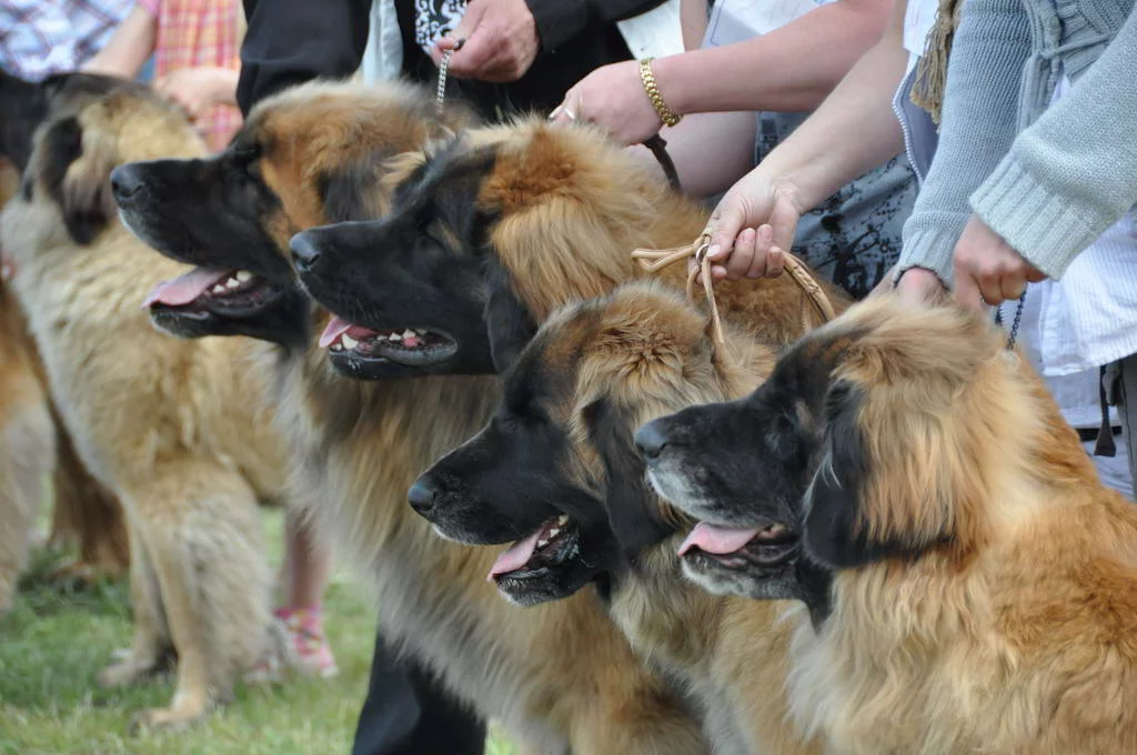 Leonberger_5.webp