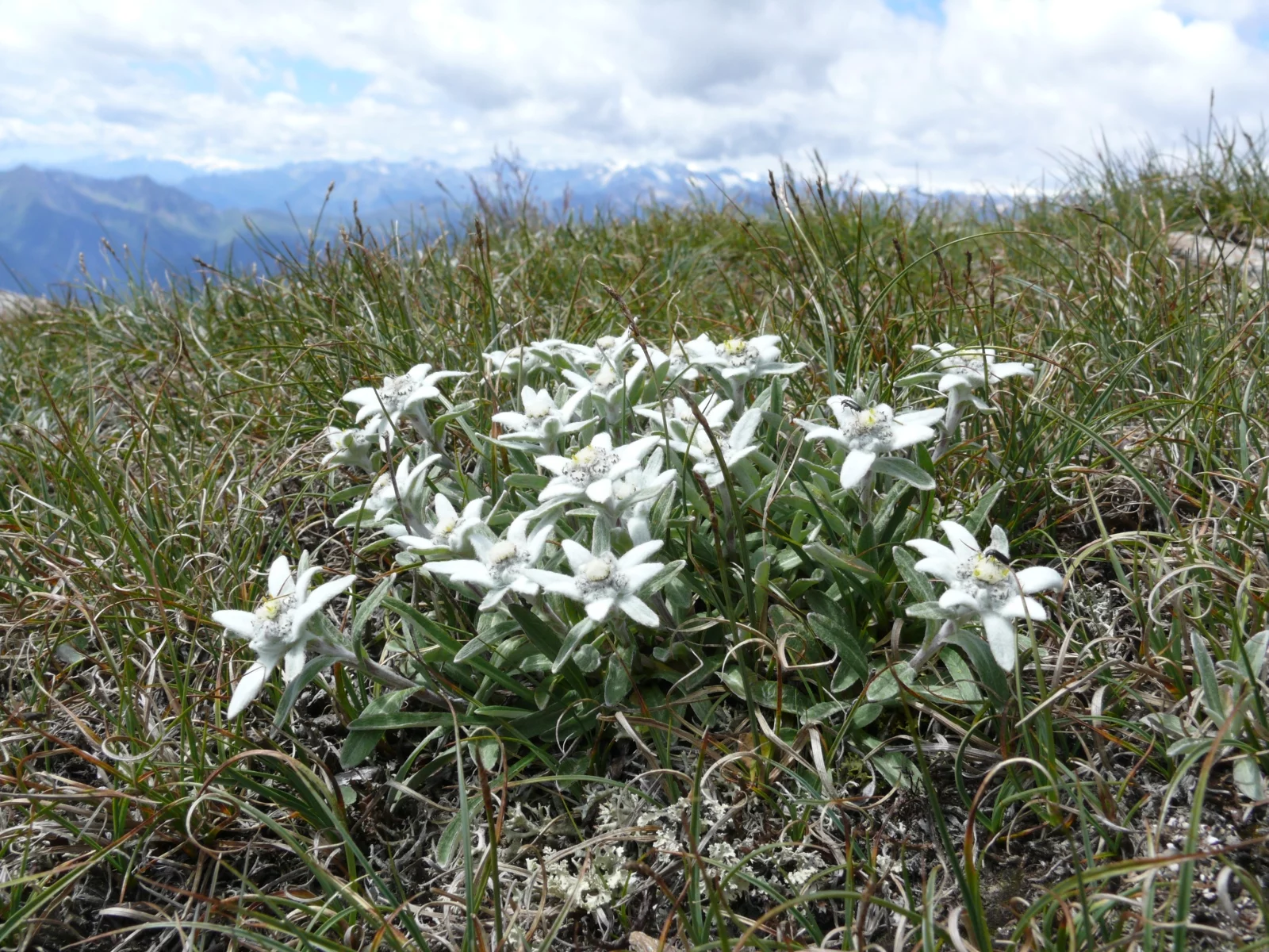 Leontopodium_alpinum_070707.webp