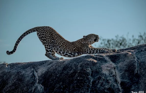 leopard-dikaya-koshka-hischnik-4748.webp