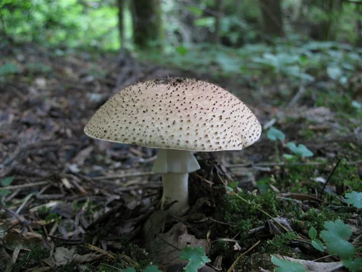 Lepiota-acutesquamosa_05.webp