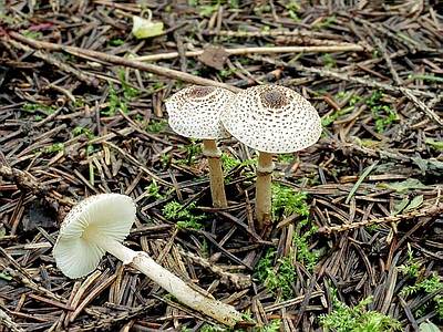 Lepiota_felina_2_JS200309_med.jpg