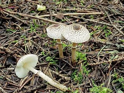 Lepiota_felina_2_JS200309_med.webp
