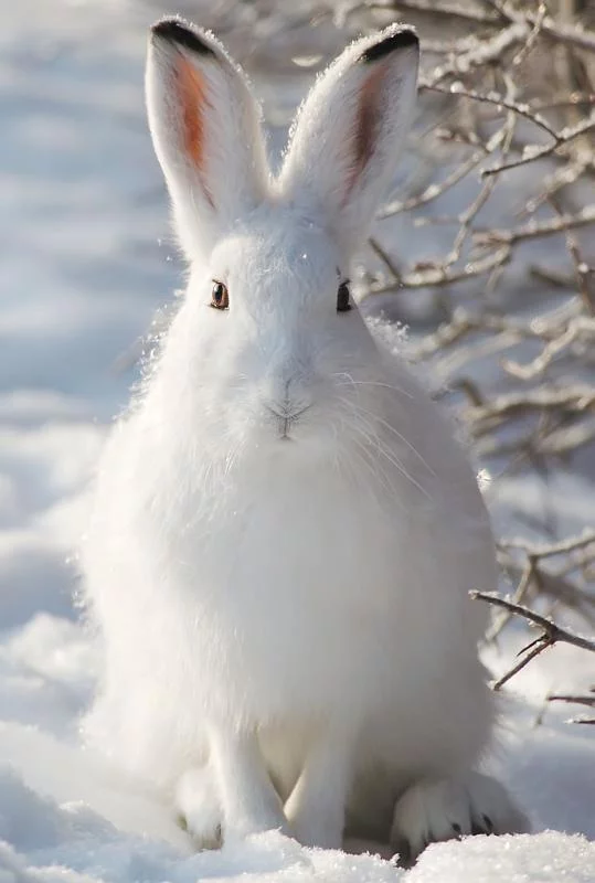 Lepus_timidus.webp