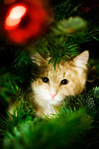 leva_kitty_at_the_new_year_tree_2009-10.webp