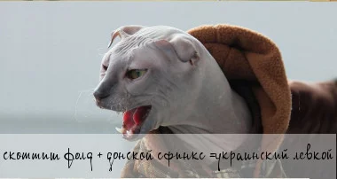 levkoy_fb1.webp