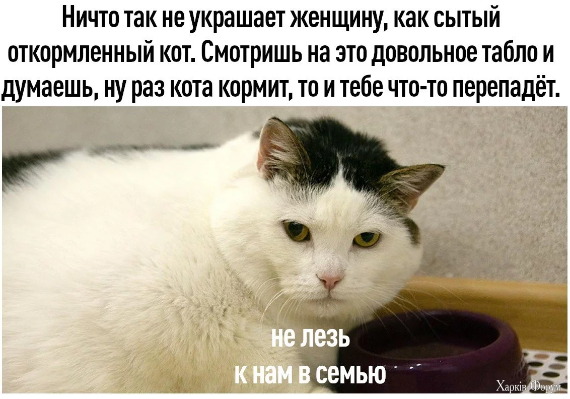  лезь к нам в семью.webp