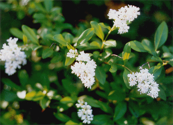 ligustrum_vulgare.jpg