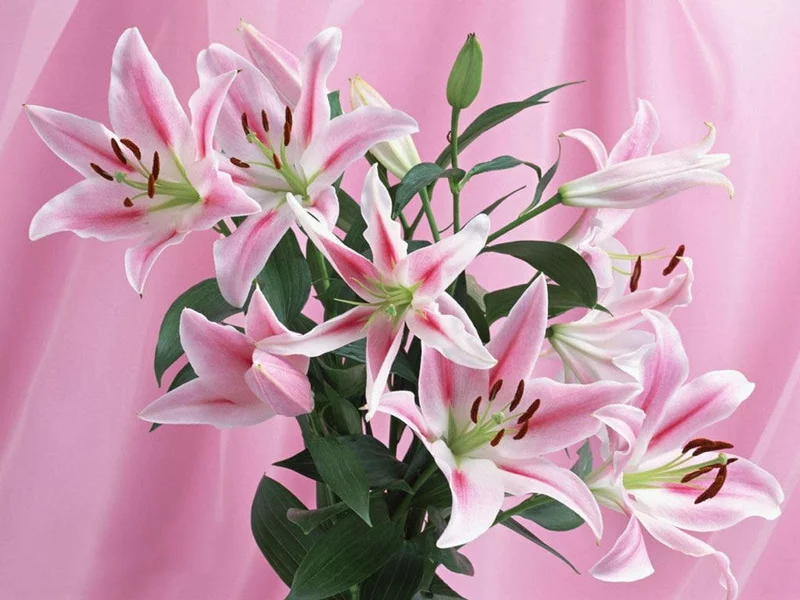 lilies.webp
