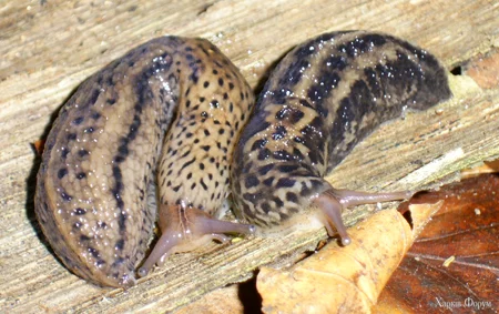 Limax-maximus.webp