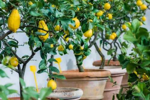 limonnye-derevya.webp