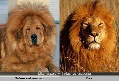 Lion_dog.webp