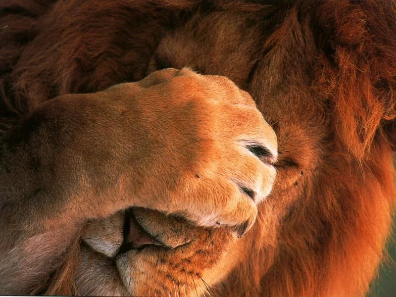 lion_face_palm.webp