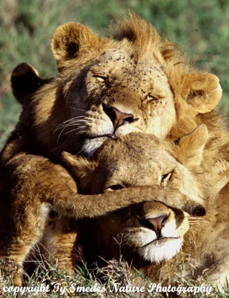 Lion_Family_331x432.webp