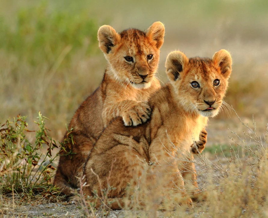 lion_Theodore_mattis.webp