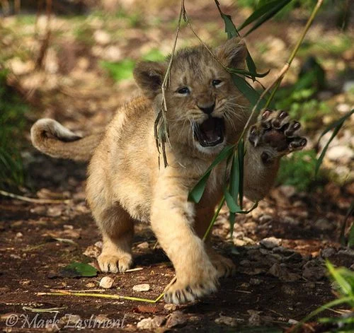 lioncub1.webp