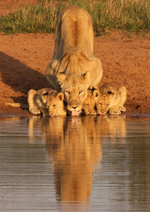 lioness-and-cubs-drinking-x-post-rpics--32232.webp