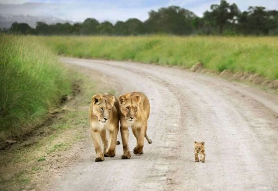 lions.webp