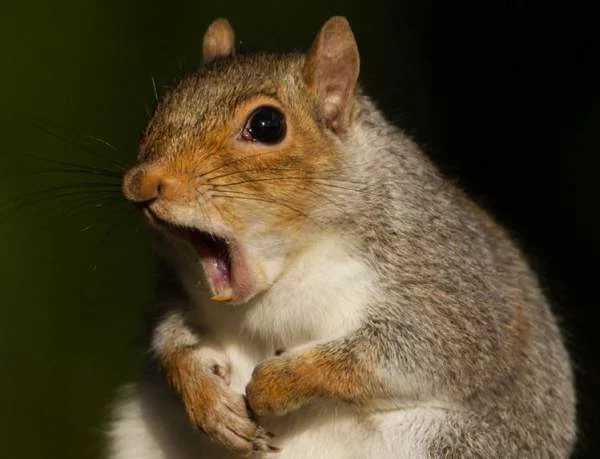 logo1-squirrel-expressions-photography-only.webp