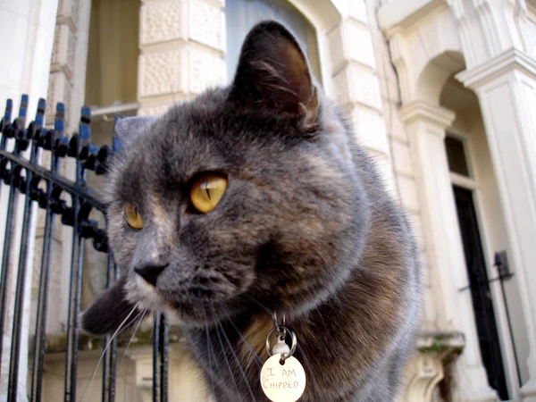 london-cat.webp
