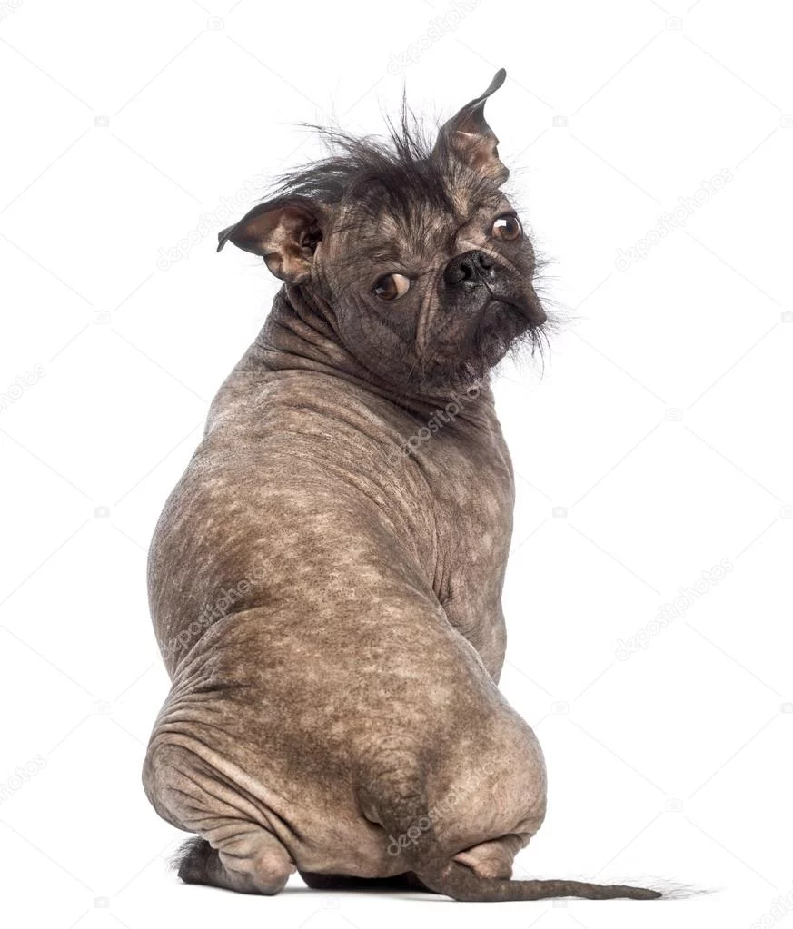 looking-at-the-camera-in-front-of-white-background.webp