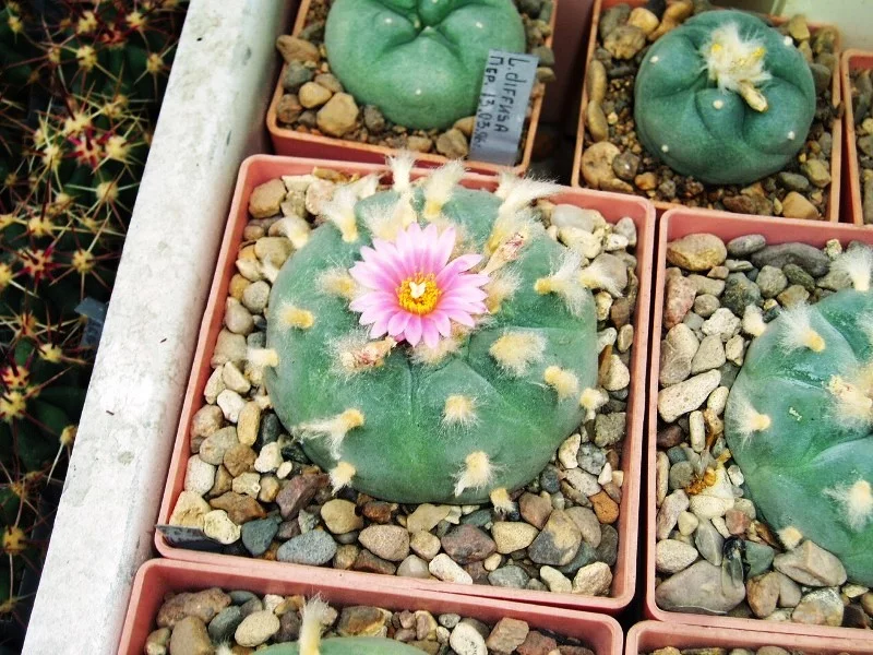 Lophophora_diffusa-01.webp