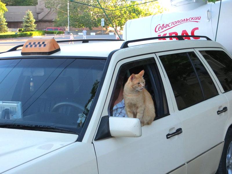 los-novshestvo---kot-taksist_1_2013-06-11-10-12-28.jpg