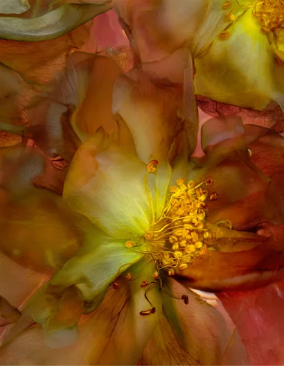 Lost-&-Found-Rose-II5-7.webp