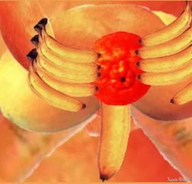LSDfruit.webp