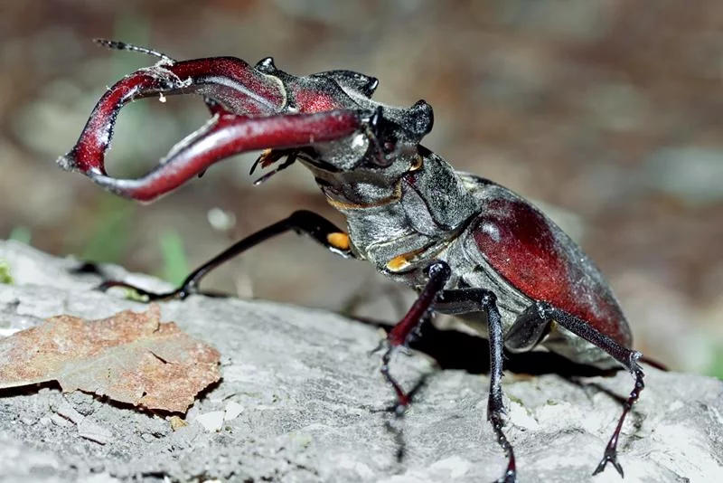 Lucanus_cervus_7.webp