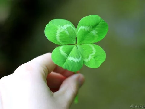 lucky-clover.webp