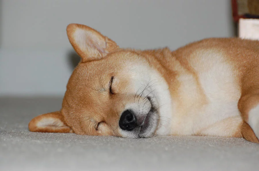 lucky_the_shiba_inu_by_galagatron.webp