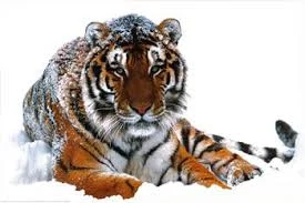 LUmkGqRAoCBPYl0r7qQXJUnNPqzLmuGoH1a7uxJZIrDTOJo2HQ.webp