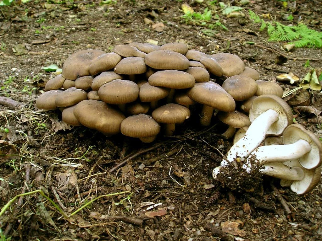 Lyophyllum_decastes_AWP_20040919.webp