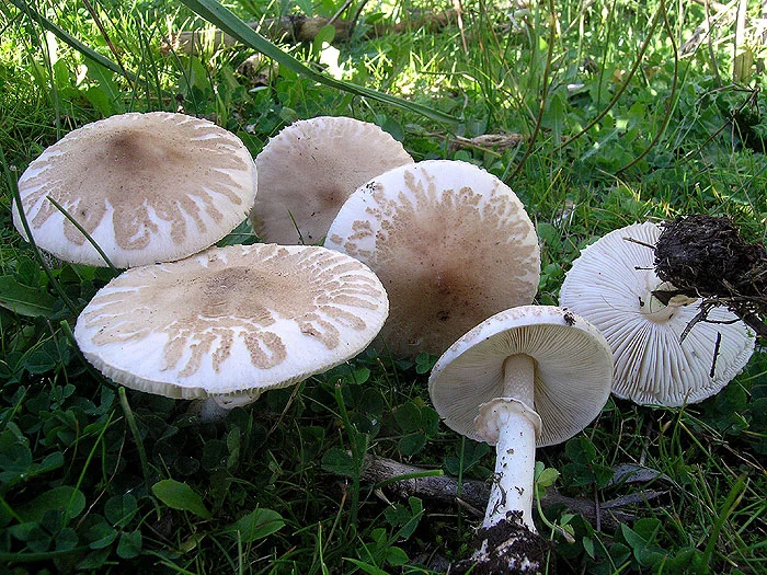 Macrolepiota-excoriata_06.webp