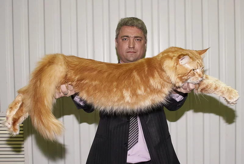 maine-coon_1.webp