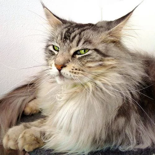 maine-coon_7.webp
