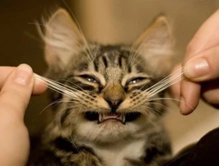 make-me-smile-kitty.webp