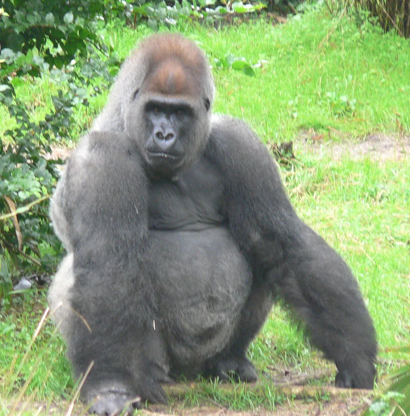 Male_silverback_Gorilla.webp