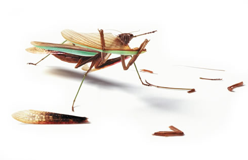 Mantodea_1.jpg