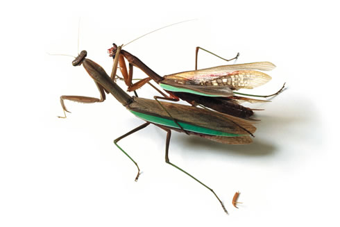 Mantodea_3.jpg