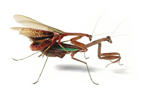 Mantodea_4.jpg