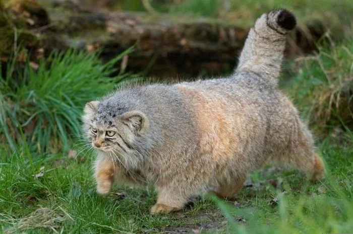 manul-41.webp