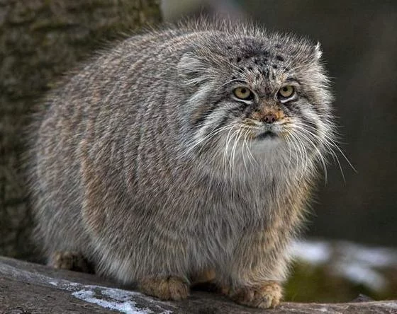 manul1.webp