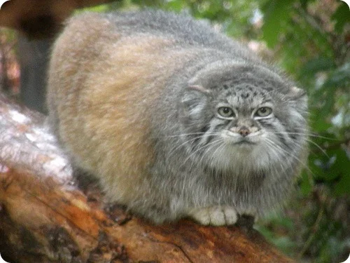 manul10.webp