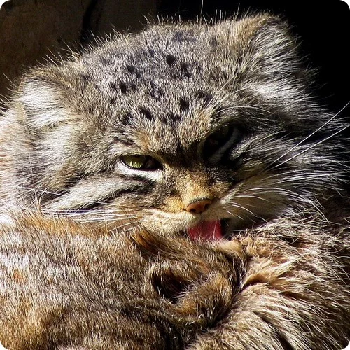 manul13.webp