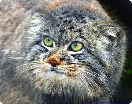 manul14.webp