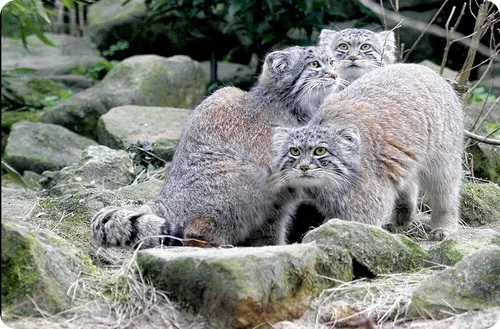 manul2.webp