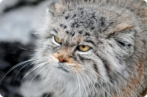 manul21.webp