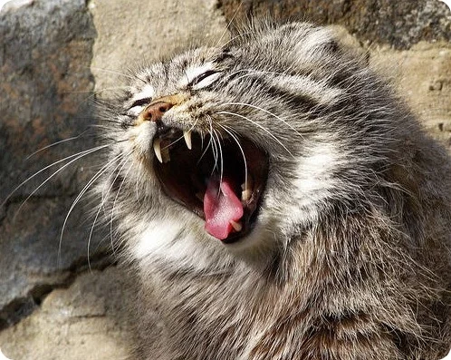 manul23.webp