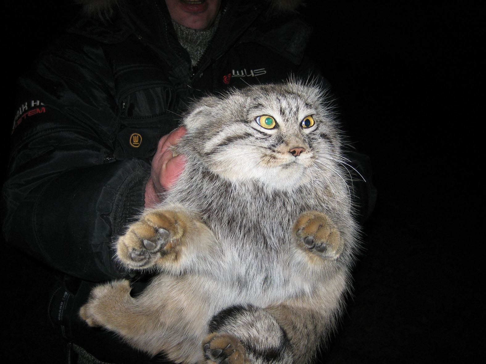 Manul_2.jpg